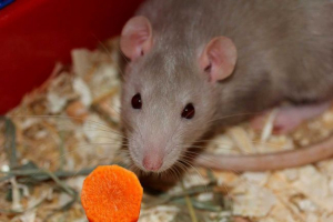 Чи можна годувати декоративну данкерну моркву? Чи можна годувати декоративну данкерну моркву?